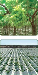 مجموعة مصطفى ابوشوشة للتنمية الزراعية .