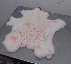 مطلوب موردين فراء ارنب .