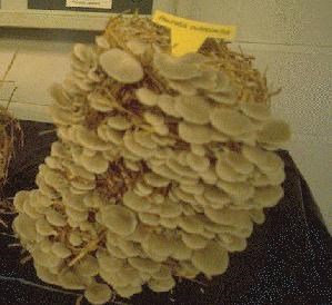 عيش الغراب .