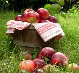 تفاح يونانى للتصدير