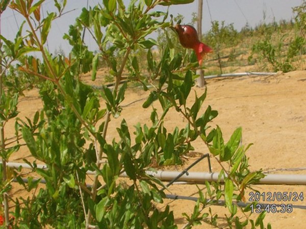 للبيع فدان مسجل وادي النطرون