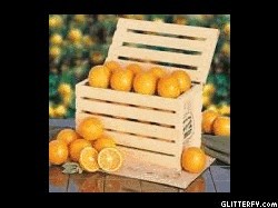 تصدير اجود انواع البرتقال المصرىبتحطيم الاسعار