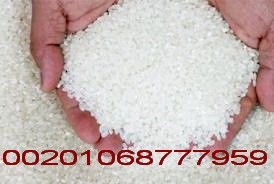 تصدير ارز مصرى من مضاربنا مباشرتا ارز تصدير egyptian rice