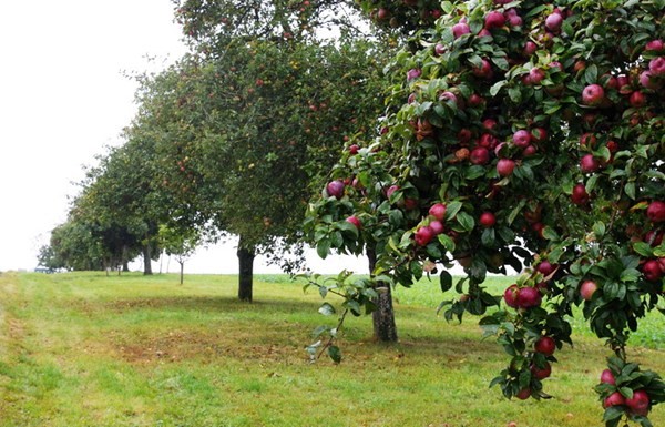 للبيع مزرعة جميلة مزرعة فيها 500 شجرة التفاح