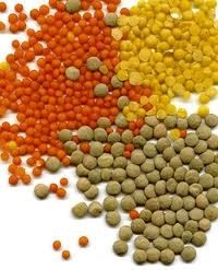 للتصدير عدس كندى Canadian lentils export