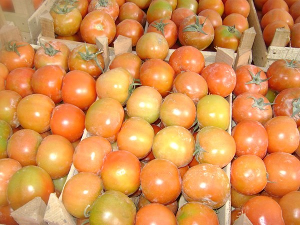 تصدير برتقال وخضروات وفاكهة