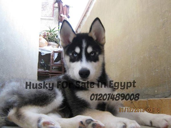 كلب هاسكي للبيع في مصر مستورد