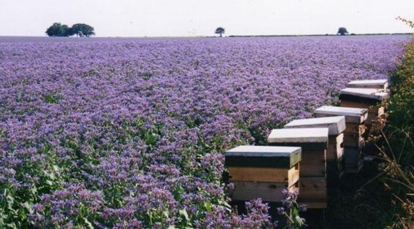 جميع منتجات ومستلزمات نحل العسل وانشاء المناحل  .