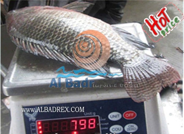 سمك بلطى مصرى ممتاز و السعر