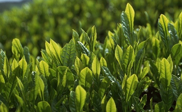 شاي اخضر صيني مبروم سايب بجودة عالية وأسعار خرافية