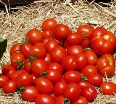 طماطم مصرية للتصدير من شركة حلول للتجارة تريد سوليشون اوفرسيز