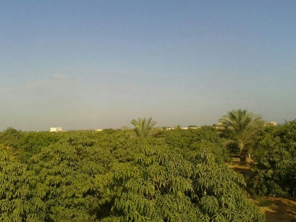 مزارع للبيع في مصر Farms for sale in Egypt