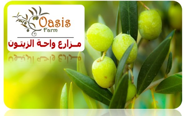 مزارع واحة الزيتون 3فدان منتج بالتقسيظ