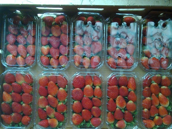 فراولة للتصدير من مزارعنا