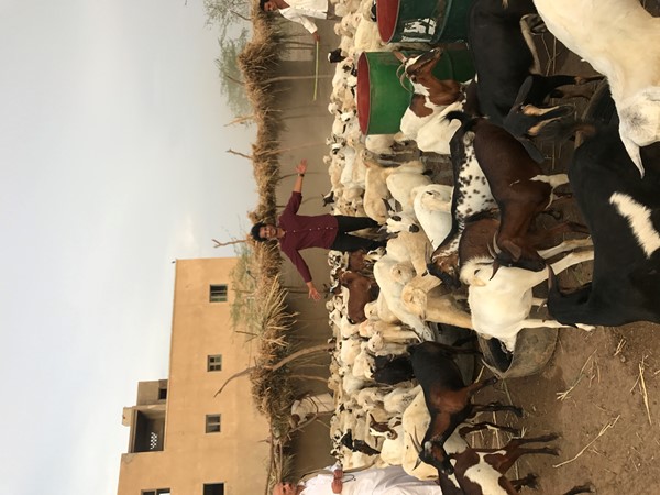بيع وتوريد مواشي اغنام كباش وماعز Supply of livestock cattl sheep Goats