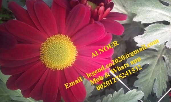 زهور قطف من شركة النور بمصر Cut flowers from Al NOUR company in Egypt
