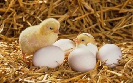 بورصة بيض الحمامي لانتاج افخر انواع البيض