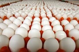 افضل انواع البيض في السوق المصري بورصة بيض الحمامي