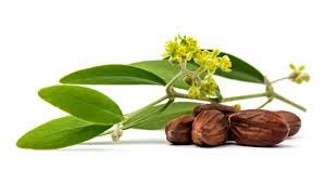 اوريجينال لتصدير بذور جوجوبا استيفيا اخناسيا ميلسا Jojoba seeds نيم