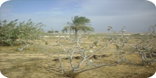 للشركات والمستثمرين 1637فدان مسجله بالساحل الشمالي بيع او مشاركه