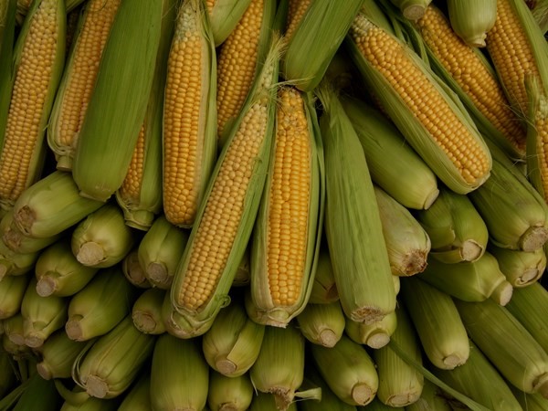 الذرة النباتية CORN