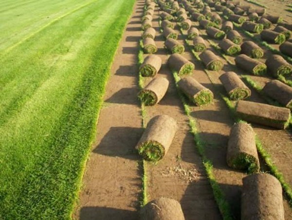 النجيل الطبيعى .