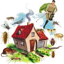 مركز بيور لمكافحة الحشرات والقوراض