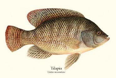 تصدير أسماك البلطي Tilapia fish Export Company