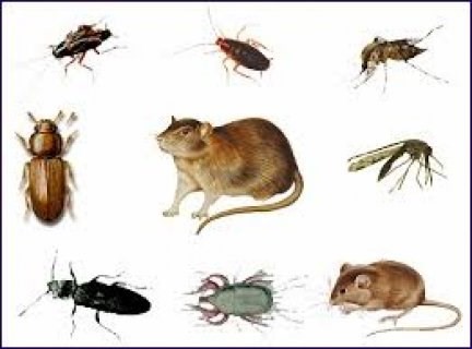 الأمانه للتنظيف ومكافحة الحشرات