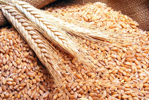 Food wheat from Russia .