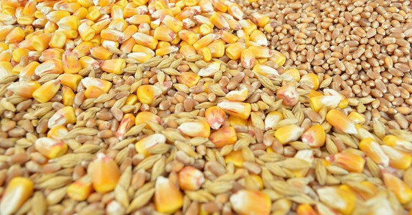 Feed grain from Russia .