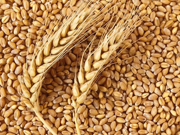 Feed wheat from Russia .