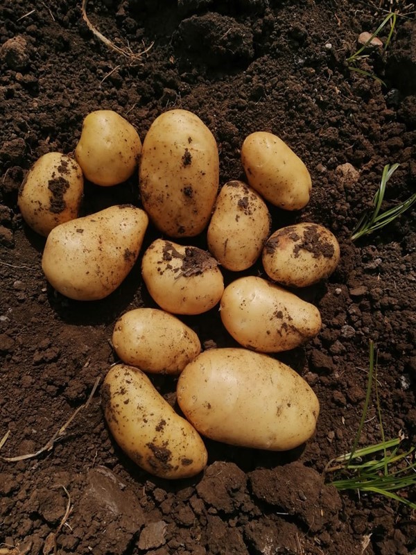 بطاطس مصرية طازجه .