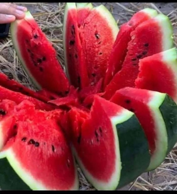 بطيخ مصري احمر طازج .