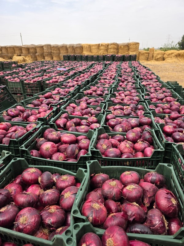 البصل الطازج الاحمر و الذهبي و الابيض .