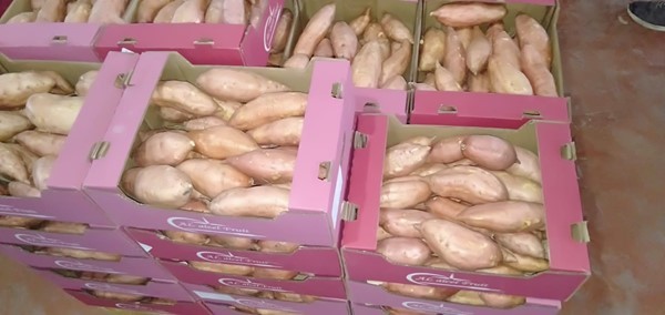 البطاطا الحلوي المصري .
