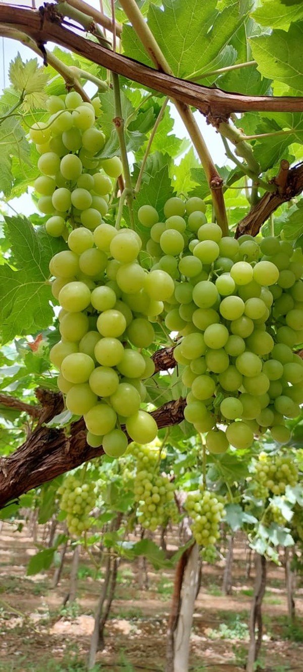 عنب مصري طازج اخضر و احمر .