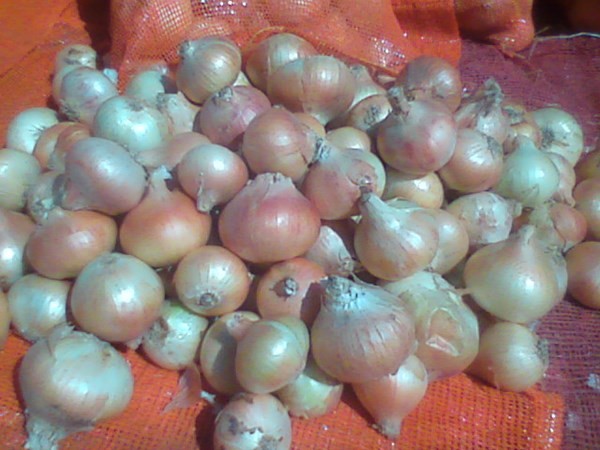 الحاصلات الزراعية .