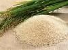 EXPORTER OF RICE IN EGYPT .