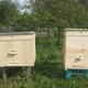 بيع خلايا النحل مملوءة وفارغة للبيع