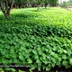 طلب شتلات شجرة الجاتروفا jatropha curcas