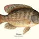 تصدير أسماك البلطي Tilapia fish Export Company