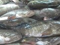 توفير أسماك من موريتانيا