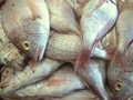 توفير أسماك من موريتانيا