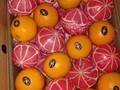 برتقال ابو سرة تصدير