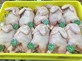 دجاج مجمد اوكراني المنشأ للبيع HALAL