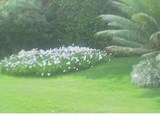 شركة المصرى